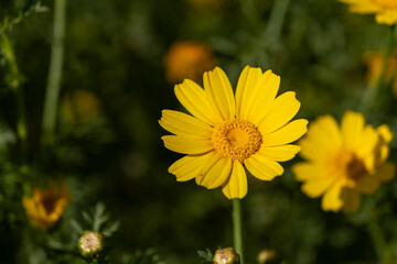 Bright yellow daisy blossom in nature. Springtime yellow daisy in full bloom. Vibrant yellow daisy flower in sunshine. Close up of a yellow daisy flower in bloom.