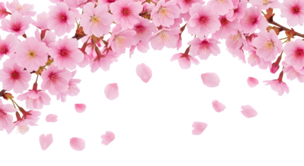 Pink cherry blossoms against a black background png, transparent, white background, ai generated, 