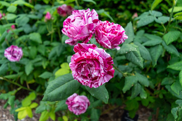 pink and white roses