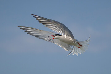 Common Tern - Sterna hirundo in flight with wings fully spread, beak open in mid-call, captured against a clear blue sky in the Danube Delta in Romania. Isolated.