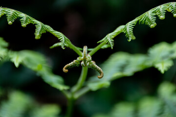 close up of fern leaf