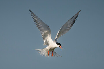 Common Tern - Sterna hirundo in flight with wings fully spread, beak open in mid-call, captured against a clear blue sky in the Danube Delta in Romania. Isolated.