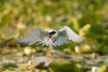 Whiskered Tern - Chlidonias hybrida in mid flight with spanned wings and open beak at green...