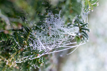 Frost covered spiders web
