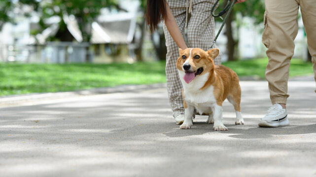 Close-up of a cheerful Corgi walking with owners on a sunny day in the park
