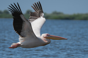 Great White Pelican - Pelecanus onocrotalus with spanned wings in flight over blue water of Danube Delta in Romania.