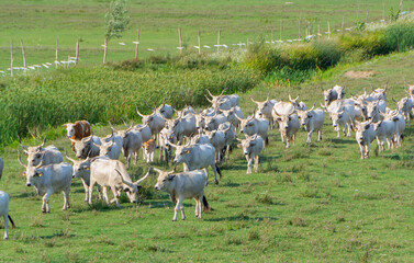 Hungarian Grey Cattle Herd Running on Green Pasture