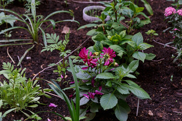 View of flowering plants in the garden