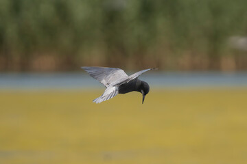 Black tern - Chlidonias niger niger in mid-flight with spanned wings against a dark yellow vegetation and blue water, photographed in the Danube Delta in Romania. 