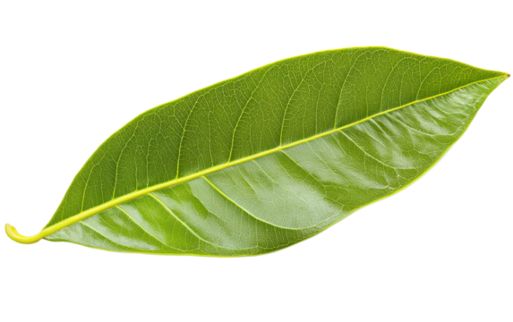 Mango leaf on transparent background, png