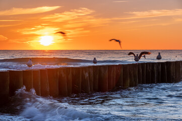 Baltic sea seascape at sunset, Poland, seagulls and wooden breakwater