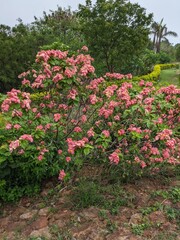 An image of the roadside vegetation, including lush green flowers, plants and trees on the coastal road during a cloudy day in the monsoon month of June in the state of Andhra Pradesh, India.