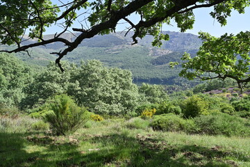 Miraflores de la Sierra