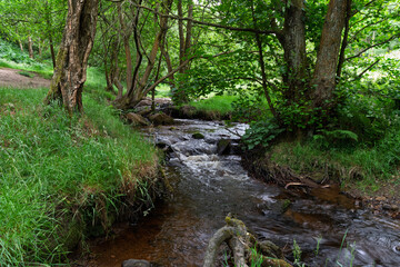 river in the forest