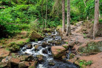 stream in the forest