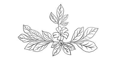 flower surrounded by leaves,Botanical illustration of a bloom with foliage, decorative design,Hand-drawn floral motif, elegant black and white artwork,Simple outline drawing of a blossom and leaf .