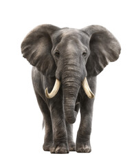 Obraz premium Majestic african elephant facing forward isolated on transparent background close up