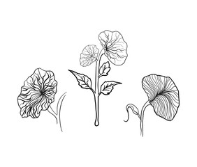 Botanical Line Art Set: Hand-Drawn Floral Illustrations., Monochrome Flower and Leaf Outlines for Design., Black and White Detailed Botanical Sketches., Vector Line Art Collection of Flowers and Plant
