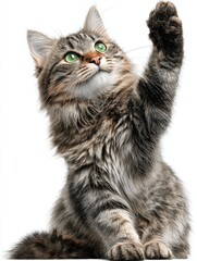 sitting cat waving png cut out element set