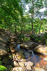stream in the forest