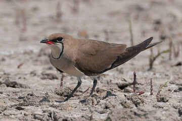 Collared Pratincole - Glareola pratincola standing on sandy ground in the Danube Delta, Romania.	
