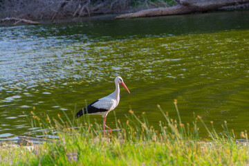 White Stork in the nature