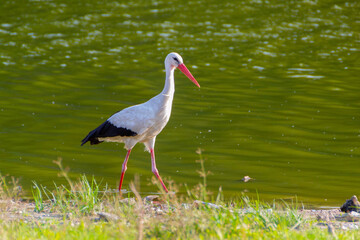 White Stork in the nature