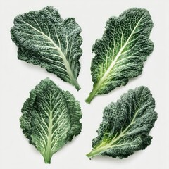 Four dark-green kale leaves arranged on a white background, showcasing their textured surfaces and prominent veins