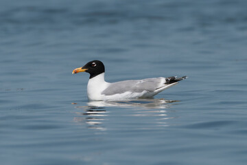Pallas's gull, great black-headed gull - Ichthyaetus ichthyaetus swimming in blue water. Photo from Danube Delta in Romania.