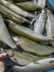 Freshly Caught Fish Piled for Market Sale
