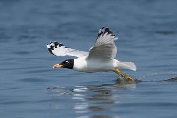 Pallas's gull, great black-headed gull - Ichthyaetus ichthyaetus mid-flight pose, with spanned wings  skimming just above the calm, blue waters. Photo from Danube Delta in Romania.