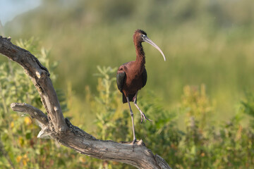 Glossy Ibis - Plegadis falcinellus perched on a weathered tree branch at green background. Photo...