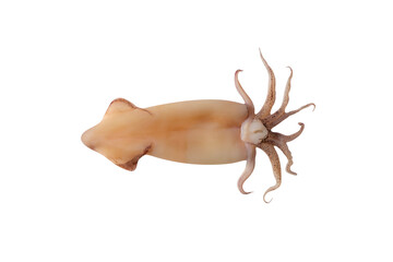 Top view of squid cleaned raw, tube and tentacles. The isolation is on a transparent background in the PNG format.