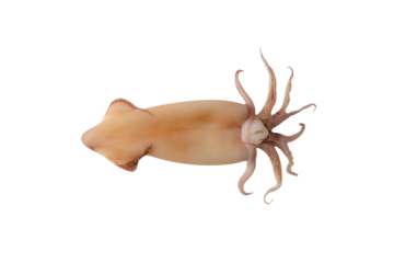 Top view of squid cleaned raw, tube and tentacles. The isolation is on a transparent background in the PNG format.