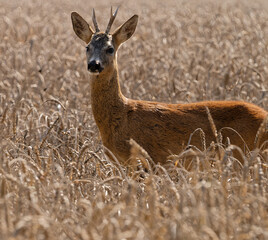 Rehbock (Gabler) im Getreidefeld