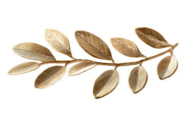 Olive leaf jewelry on transparent background, png