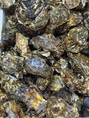 Fresh Seafood Assortment: Mussels, Shrimp, and Fish