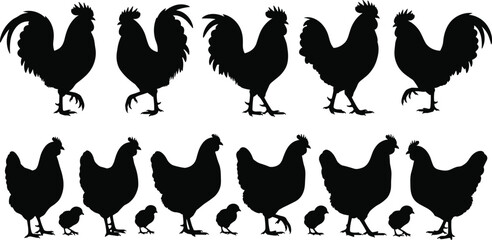 Silhouette of chickens, hens, roosters, chicks, farm poultry vector set, black silhouettes, domestic birds, rural animal clipart collection