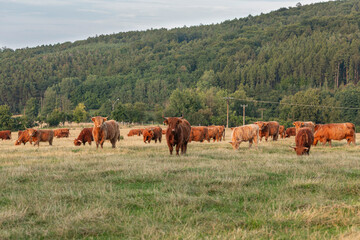 Herd of Highland cattle grazing on green pasture in front of dense forest landscape, traditional Scottish longhorn cows in rural countryside meadow under overcast summer sky