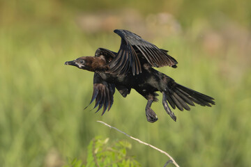 Pygmy Cormorant - Microcarbo pygmeus in mid-flight over the lush wetlands of the Danube Delta in Romania at green background.