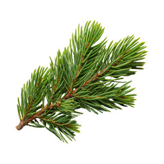 Pine tree branch with green needles isolated on transparent background