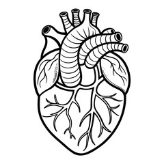 vector illustration of a human heart organ