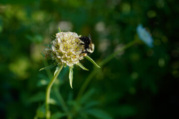 Starflower seed head with a bumblebee. 