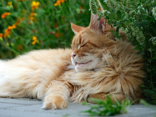 A red Maine Coon cat relaxing in a garden. Close up.