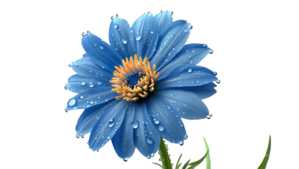 Single lilac bloom isolated on white background