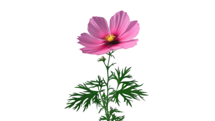 Single wisteria flower cluster isolated on white background