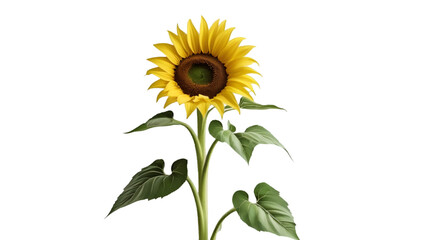 Obraz premium Single yellow sunflower with green stem isolated on white background