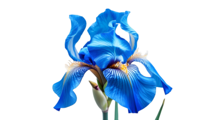 Single blue iris with curved petals isolated on white background