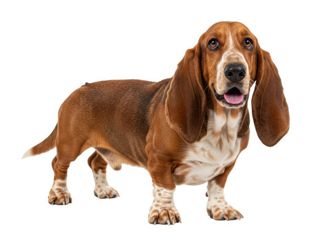 Basset hound with long ears and brown coat. Cut out PNG