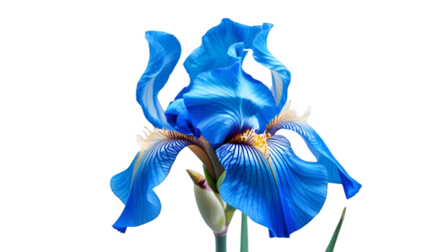 Single blue iris with curved petals isolated on white background